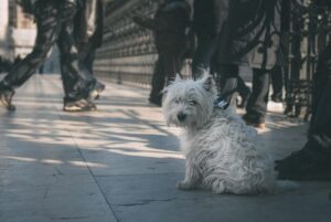 Leash Training for the Soul