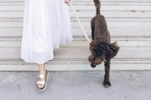 Leash With Fun Adventures in Dog Walking