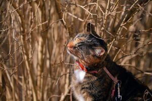 Leash With Patience A Calm Approach to Dog Walking