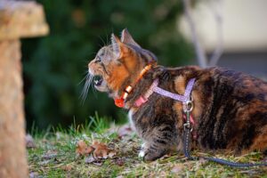 Leash With Respect Understanding Dog Behavior on Walks