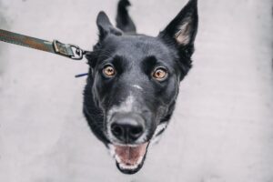 Leash With Safety in Mind Tips for Every Walk