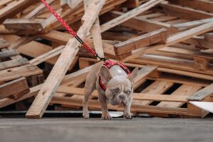 Leash With Trust Building a Strong Bond with Your Dog