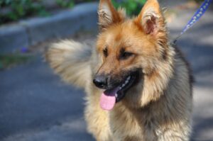 Leash With a Twist Fun Games to Play During Walks