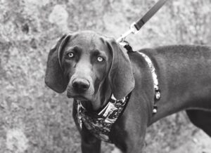 Leash of Loyalty