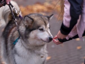 Leash of the Wild