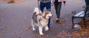Tangled in the Leash