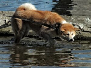 The Golden Leash