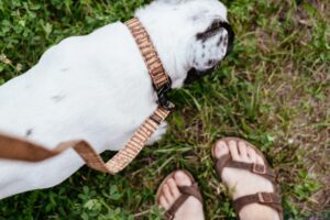 The Velvet Leash