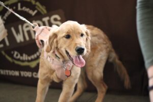 Walking the Leash